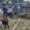 Surplus Stok Hewan Kurban di Kota Blitar Menjelang Idul Adha