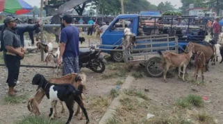 Surplus Stok Hewan Kurban di Kota Blitar Menjelang Idul Adha