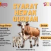 Syarat Kurban Sapi yang Harus Dipenuhi Agar Ibadah Sesuai Syariat Islam