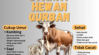 Syarat Kurban Sapi yang Harus Dipenuhi Agar Ibadah Sesuai Syariat Islam