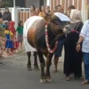 Tradisi Unik Idul Adha di Lumajang: Kambing Dirias dan Diarak Sebelum Dikurbankan