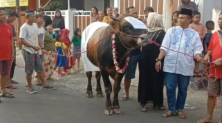 Tradisi Unik Idul Adha di Lumajang: Kambing Dirias dan Diarak Sebelum Dikurbankan