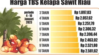Turunnya Harga Sawit Setelah Pengumuman PT DSI: Dampak dan Penyebab Utama