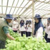 UGM Kembangkan Agrivoltaic Smart Farming untuk Wujudkan Desa Mandiri Hijau di Pandowoharjo Sleman