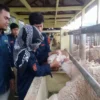 UGM Terjunkan Ratusan Mahasiswa untuk Pemeriksaan Hewan dan Daging Kurban di DIY