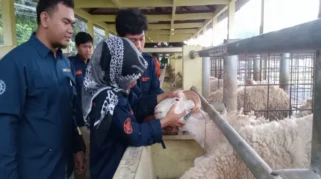 UGM Terjunkan Ratusan Mahasiswa untuk Pemeriksaan Hewan dan Daging Kurban di DIY