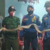 Ular Cincin Mas Sembunyi di Plafon Rumah Warga Banjaranyar Ciamis, Dievakuasi Damkar