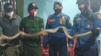 Ular Cincin Mas Sembunyi di Plafon Rumah Warga Banjaranyar Ciamis, Dievakuasi Damkar