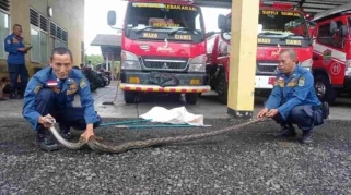 Ular Picung Sepanjang Satu Meter Bikin Warga Panawangan Ciamis Geger, Damkar Turun Tangan Evakuasi