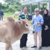 Uniska MAB Salurkan Sapi Kurban hingga ke Desa Jambu Burung, Tingkatkan Semangat Berbagi di Tengah Masyarakat