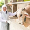Wamen Pertanian Pastikan Stok Hewan Kurban Nasional Surplus Jelang Iduladha 2026