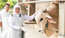Wamen Pertanian Pastikan Stok Hewan Kurban Nasional Surplus Jelang Iduladha 2026