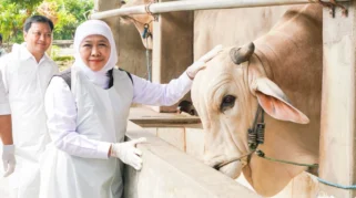 Wamen Pertanian Pastikan Stok Hewan Kurban Nasional Surplus Jelang Iduladha 2026