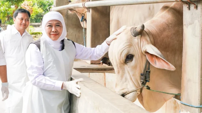 Wamen Pertanian Pastikan Stok Hewan Kurban Nasional Surplus Jelang Iduladha 2026