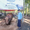 Wamensesneg Tegaskan Sapi Kurban Presiden Dibeli dari Peternak Lokal untuk Dukung Industri Peternakan Nasional