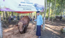 Wamensesneg Tegaskan Sapi Kurban Presiden Dibeli dari Peternak Lokal untuk Dukung Industri Peternakan Nasional