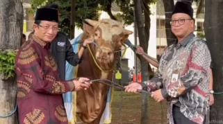 Warga Antusias Saksikan Sapi Kurban Presiden dan Wakil Presiden di Masjid Istiqlal