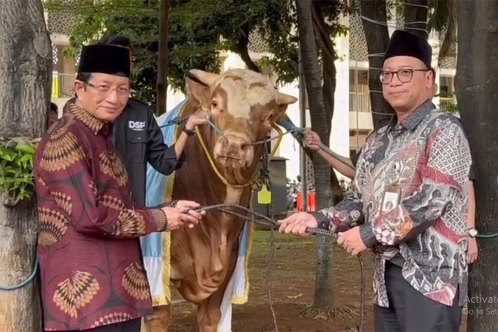 Warga Antusias Saksikan Sapi Kurban Presiden dan Wakil Presiden di Masjid Istiqlal