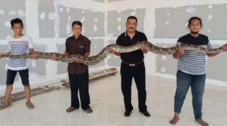 Warga Menganti Gresik Geger Setelah Ular Piton 4 Meter Muncul di Dapur Rumah Saat Subuh