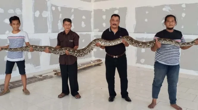 Warga Menganti Gresik Geger Setelah Ular Piton 4 Meter Muncul di Dapur Rumah Saat Subuh
