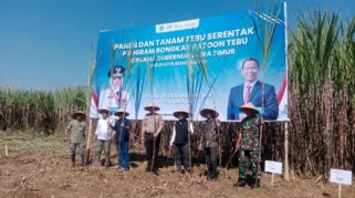 Bondowoso Siapkan 2.352 Hektare Tebu untuk Dukung Swasembada Gula