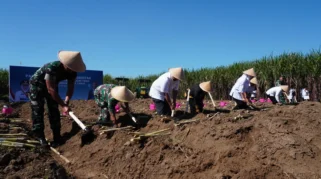 Anggaran Benih Tebu Rp40 Miliar untuk Kabupaten Malang 2026, Pengawasan Diperketat