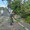 Babinsa dan Bhabinkamtibmas Evakuasi Pohon Tumbang di Desa Jegu, Lalu Lintas Kembali Normal