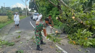 Babinsa dan Bhabinkamtibmas Evakuasi Pohon Tumbang di Desa Jegu, Lalu Lintas Kembali Normal