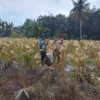 Bhabinkamtibmas Lirboyo Kediri Dampingi Petani Jagung, Dorong Ketahanan Pangan dan Keamanan Lingkungan