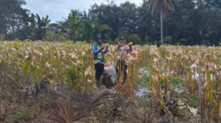 Bhabinkamtibmas Lirboyo Kediri Dampingi Petani Jagung, Dorong Ketahanan Pangan dan Keamanan Lingkungan