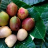 Buah Dewandaru: Buah Langka dengan Segudang Potensi Kesehatan yang Mulai Dilirik