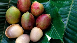 Buah Dewandaru: Buah Langka dengan Segudang Potensi Kesehatan yang Mulai Dilirik
