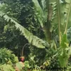 Bukan Sekadar Gulma: Pisang Liar Ternyata Punya Potensi Serat Ekonomis
