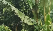 Bukan Sekadar Gulma: Pisang Liar Ternyata Punya Potensi Serat Ekonomis