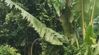 Bukan Sekadar Gulma: Pisang Liar Ternyata Punya Potensi Serat Ekonomis