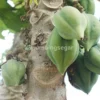 Carica, Buah Khas Dieng yang Tumbuh di Negeri Awan dan Kini Jadi Primadona Ekonomi