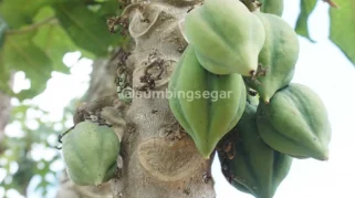 Carica, Buah Khas Dieng yang Tumbuh di Negeri Awan dan Kini Jadi Primadona Ekonomi