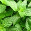 Daun Kemangi: Bahan Sederhana Kaya Rasa dan Nutrisi untuk Menu Sehari-hari