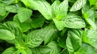 Daun Kemangi: Bahan Sederhana Kaya Rasa dan Nutrisi untuk Menu Sehari-hari