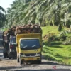 Ekspor Benih Sawit Indonesia ke Kolombia Berlanjut, Karantina Sumut Sertifikasi 10.500 Kecambah Unggul