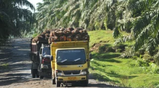 Ekspor Benih Sawit Indonesia ke Kolombia Berlanjut, Karantina Sumut Sertifikasi 10.500 Kecambah Unggul