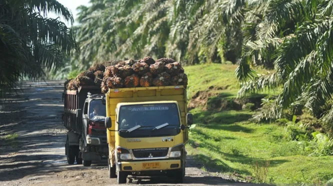 Ekspor Benih Sawit Indonesia ke Kolombia Berlanjut, Karantina Sumut Sertifikasi 10.500 Kecambah Unggul