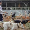 Fakta-fakta Bocah 9 Tahun di Bogor Tewas Diserang 30 Anjing Pemburu: Pemilik Anjing Jadi Tersangka