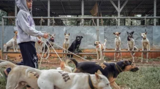 Fakta-fakta Bocah 9 Tahun di Bogor Tewas Diserang 30 Anjing Pemburu: Pemilik Anjing Jadi Tersangka