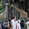 Foto Libur Tahun Baru Islam di Taman Margasatwa Ragunan: Wisata Edukasi Keluarga