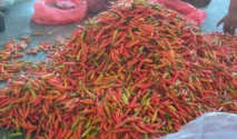 Harga Cabai Rawit Turun, Tertinggi Rp36.000 per Kilogram di Kediri