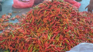 Harga Cabai Rawit Turun, Tertinggi Rp36.000 per Kilogram di Kediri
