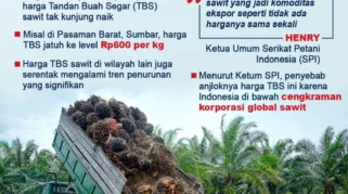 Harga TBS Anjlok Imbas Wacana Ekspor SDA, Petani Sawit Paser Menjerit