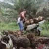 Harga TBS Jatuh, Satgas Pangan Polri Periksa 173 Pabrik Kelapa Sawit