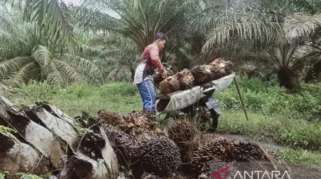 Harga TBS Jatuh, Satgas Pangan Polri Periksa 173 Pabrik Kelapa Sawit